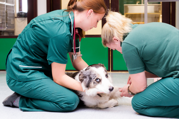 The Essential Competences of a Newly Registered Veterinary Nurse