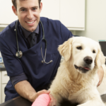 Male Veterinary Surgeon with a dog