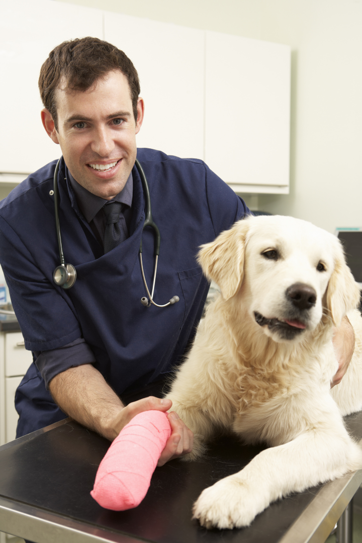Male Veterinary Surgeon with a dog