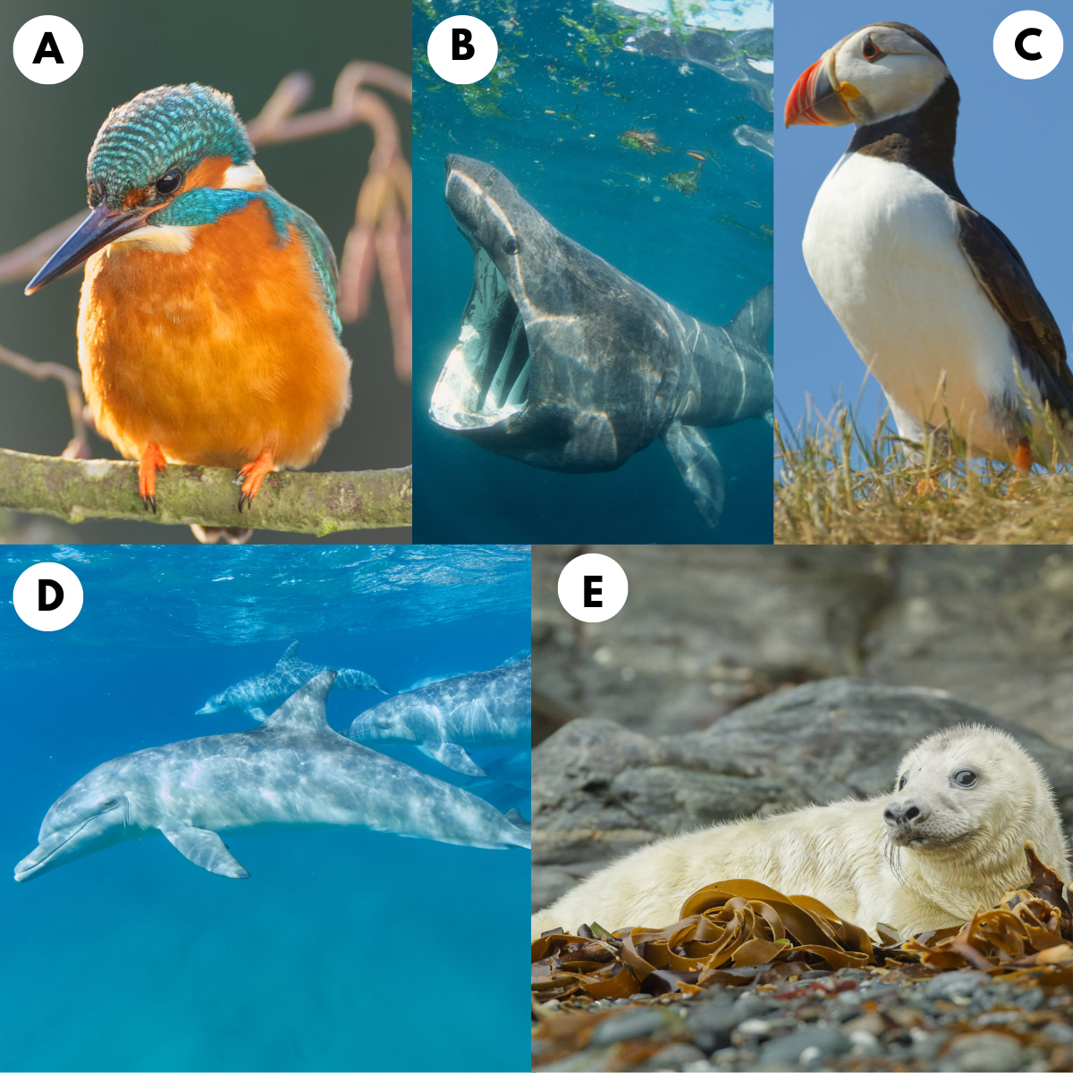 Vet Recruiter Christmas Card Competition